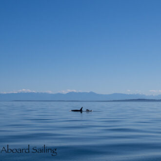 Southern Resident L12’s, Mandarte Island, Sunset and Full Moon Rise