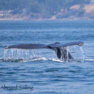 Humpback Whales BCX1730 “Vanta” and BCX1817 “Blizzard” plus Biggs/Transient Orcas T75B’s