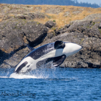 Biggs/Transient orcas T65A’s with T77 and T77E