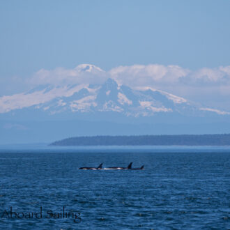 Around Stuart Island with views of Southern Resident Orcas from J pod & L12 subgroup