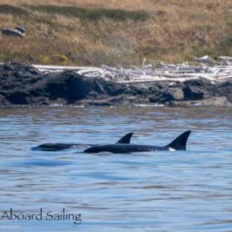 Biggs/Transient Orcas T34’s and T37’s on the Westside of San Juan Island