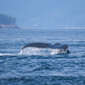 Humpback Whale BCZ0414 “Zephyr” in Haro Strait