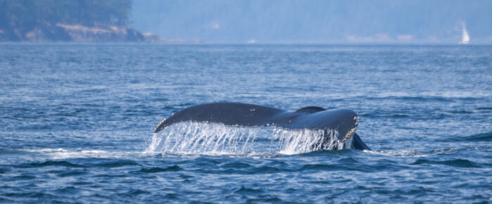 Humpback Whale BCZ0414 “Zephyr” in Haro Strait