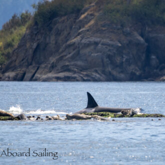 Biggs/Transient Orcas T34’s and T37’s hunting at Clements Reef