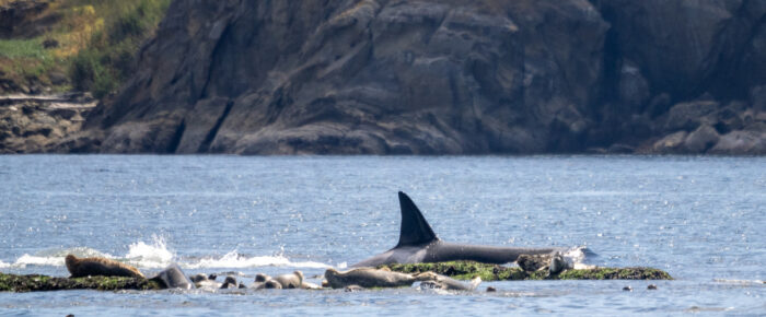 Biggs/Transient Orcas T34’s and T37’s hunting at Clements Reef