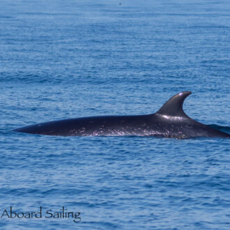 Minke whales on Salmon Bank