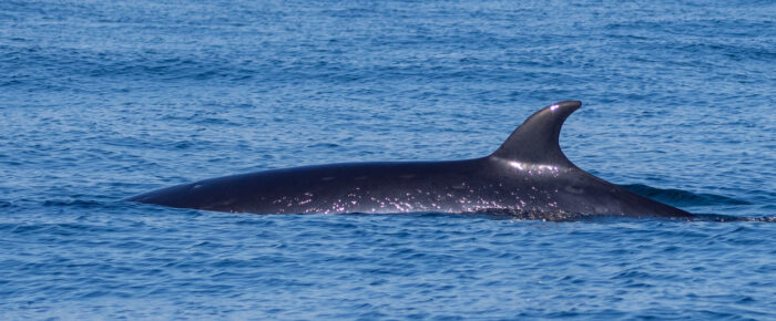 Minke whales on Salmon Bank