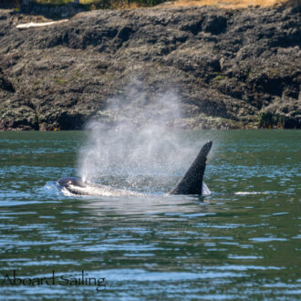 Biggs/Transient Orcas T46’s pass Friday Harbor