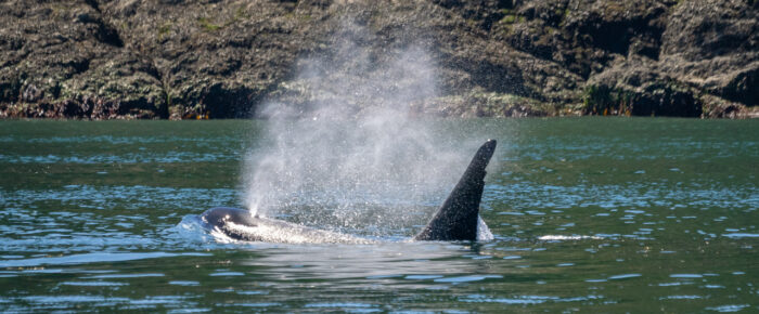 Biggs/Transient Orcas T46’s pass Friday Harbor