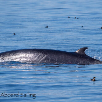 Multiple Minke Whales and a Pair of Humpback Whales (BCX1773 “Valiant” & BCX1640 “Bond”)