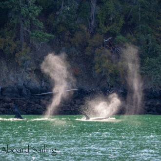 Biggs/Transient Orcas T137’s pass Friday Harbor and Minke Whales on Salmon Bank