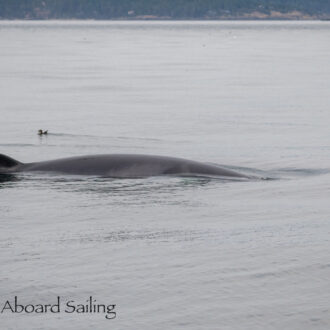 Minke Whale on Salmon Bank