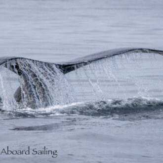 Humpback Whale BCY0409 “Yogi” near Clements Reef
