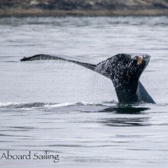 Humpback Whale BCY0409 “Yogi” by Sucia Island