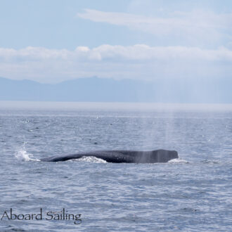 Humpback whales BCY0946 “Slits” and BCY1022 “Scratchy” plus a Minke Whale