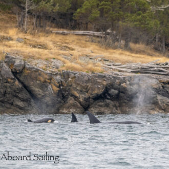 Biggs/Transient Orcas T37B’s pass Orcas Island Ferry Landing