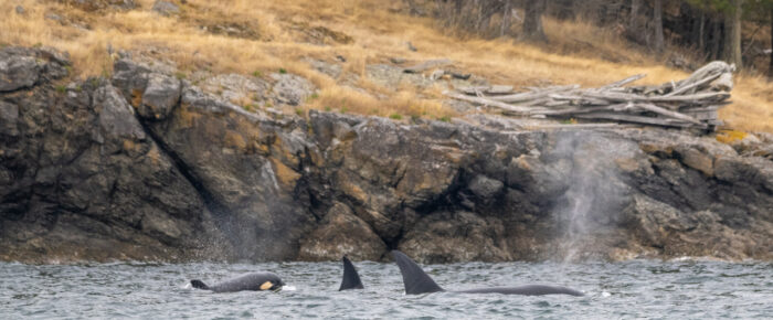 Biggs/Transient Orcas T37B’s pass Orcas Island Ferry Landing Biggs/Transient Orcas T37B’s pass Orcas Island Ferry Landing