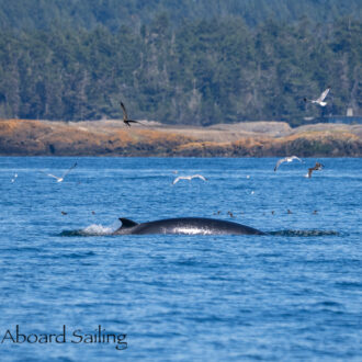 Minke Whale down South