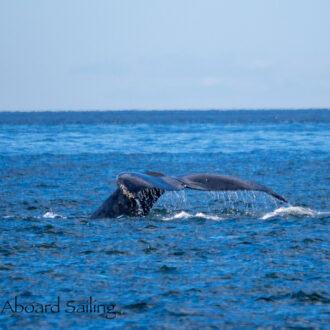 Humpback Whales BCX1057 “Divot” and BCY0458 “Raptor” near East Point