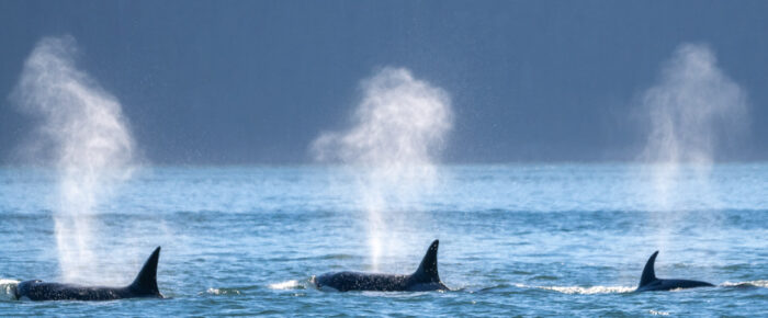 Biggs/Transient Orcas T75B’s with T77C and T77D, then T71B’s and T124D’s, and then T18’s with T65A5