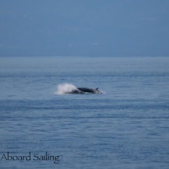 Biggs/Transient Orcas T18’s chase Minke Whale