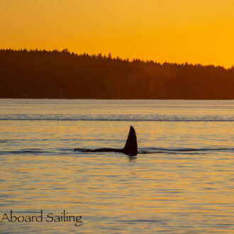 Sunset sail with Biggs/Transient Orcas T19 and T19B