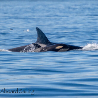 Minke whale on Salmon Bank and Orcas T77D and T75B’s with new calf
