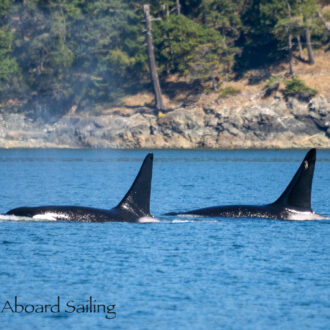 Biggs/Transient Orcas T101’s around Lopez Island to Burrows Bay