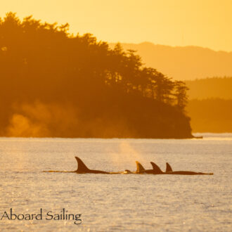 Incredible sunset sail with Biggs/Transient Orcas T36A’s and T46’s