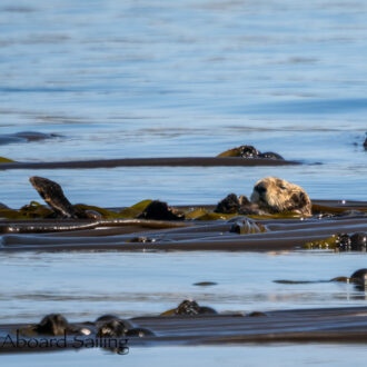A sea otter, sea lions, seals, eagles & more