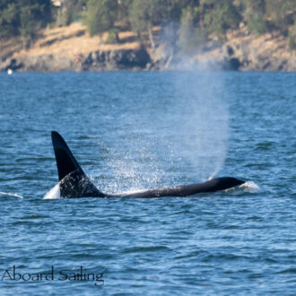 Biggs/Transient Orcas T101’s and a sail around Shaw Island