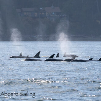 Epic Orca encounter with T34’s, T37’s, T36A’s & T46’s