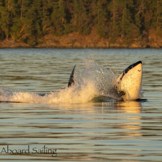 Biggs Sunset T Party including T34’s, T37’s, T36A’s and T46’s as they pass Friday Harbor