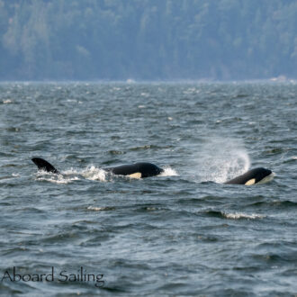 Biggs/Transient Orcas T36A’s in Windy, Choppy Seas in Rosario Strait