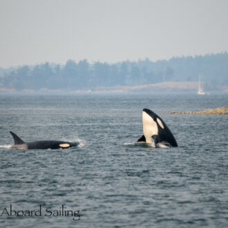 Biggs/Transient Orcas T75B’s with T77D hunting in Griffin Bay