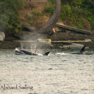 Sunset sail with Biggs/Transient Orcas T75B’s and T77D near San Juan Island