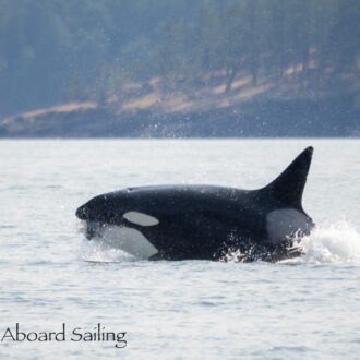 Biggs/Transient Orcas T60D and T60E followed by rest of the T60’s passing Friday Harbor