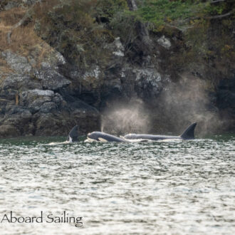 Biggs/Transient Orcas T36A’s near Pt Caution