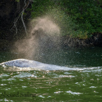 Young Gray Whale in Wasp Passage