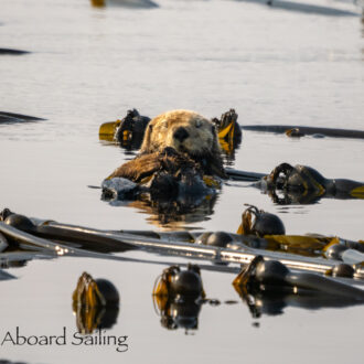 Sea otter, Sea lions, Harbor seals, Bald eagles and more