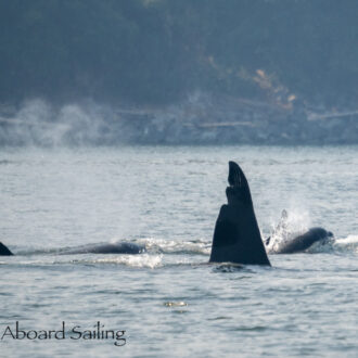 Biggs/Transient Orcas T65, T63 “Chainsaw”, T46C2, T38C, T38E and the T99’s near Cordova Bay