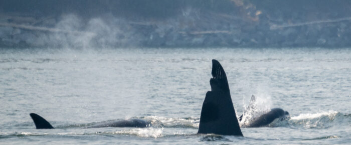 Biggs/Transient Orcas T65, T63 “Chainsaw”, T46C2, T38C, T38E and the T99’s near Cordova Bay Biggs/Transient Orcas T65, T63 “Chainsaw”, T46C2, T38C, T38E and the T99’s near Cordova Bay