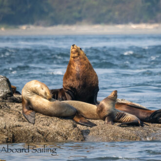 Sail to Iceberg Pt seeing sea lions, sea otter, seals, eagles and more