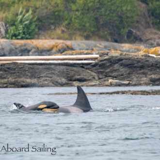 Biggs/Transient Orcas T75B’s with T77D pass Friday Harbor