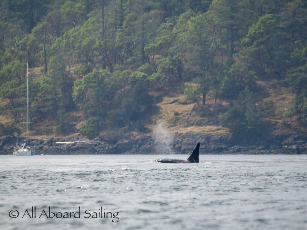 Biggs/Transient orcas T18 about to pass Friday Harbor