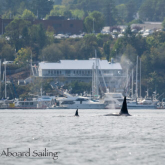 Biggs/Transient orcas T18 with T19C pass Friday Harbor