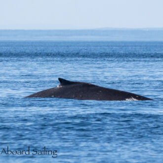 Humpback Whale BCZ0345 “Victory” on Salmon Bank