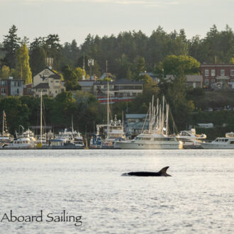 Biggs/Transient Orcas T137A, T137D, T37A3 & T37A4, then Orcas T65A’s,  and Humpback Whale BCZ0345 “Victory”