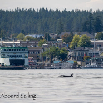 Biggs/Transient Orcas T137A, T137D, T37A3 and T37A4 pass Friday Harbor