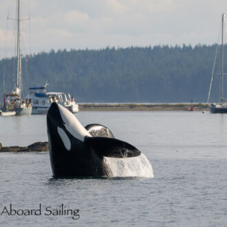Biggs/Transient Orcas T137A, T137D, T37A3 and T37A4 hunting by Flower Island